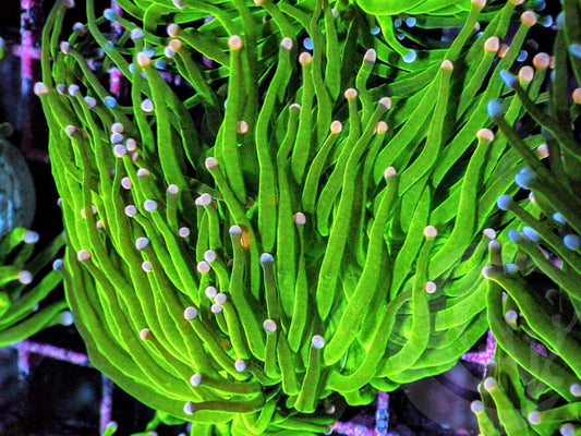 Pink tip Bright Green Torch