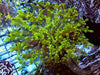 Green Branching Frogspawn