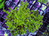 Violet tip Green Branching Frogspawn