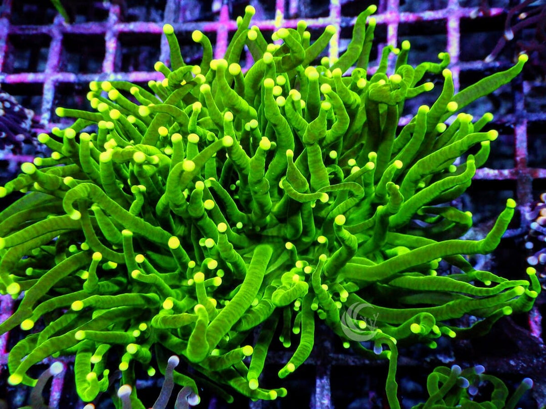 Yellow tip Torch