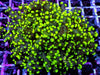 Neon Green Branching Frogspawn
