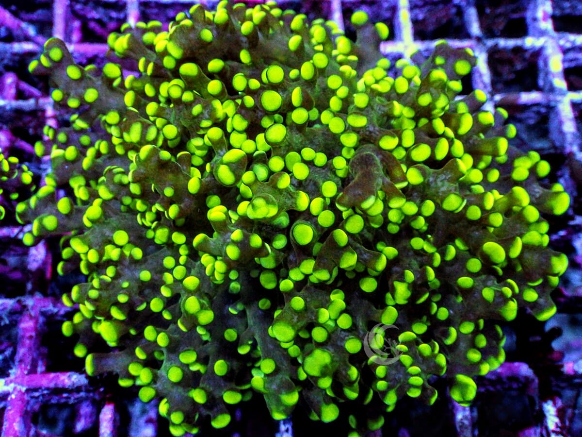 Neon Green Branching Frogspawn
