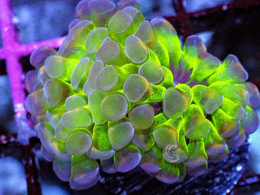 Hologram Branching Hammer