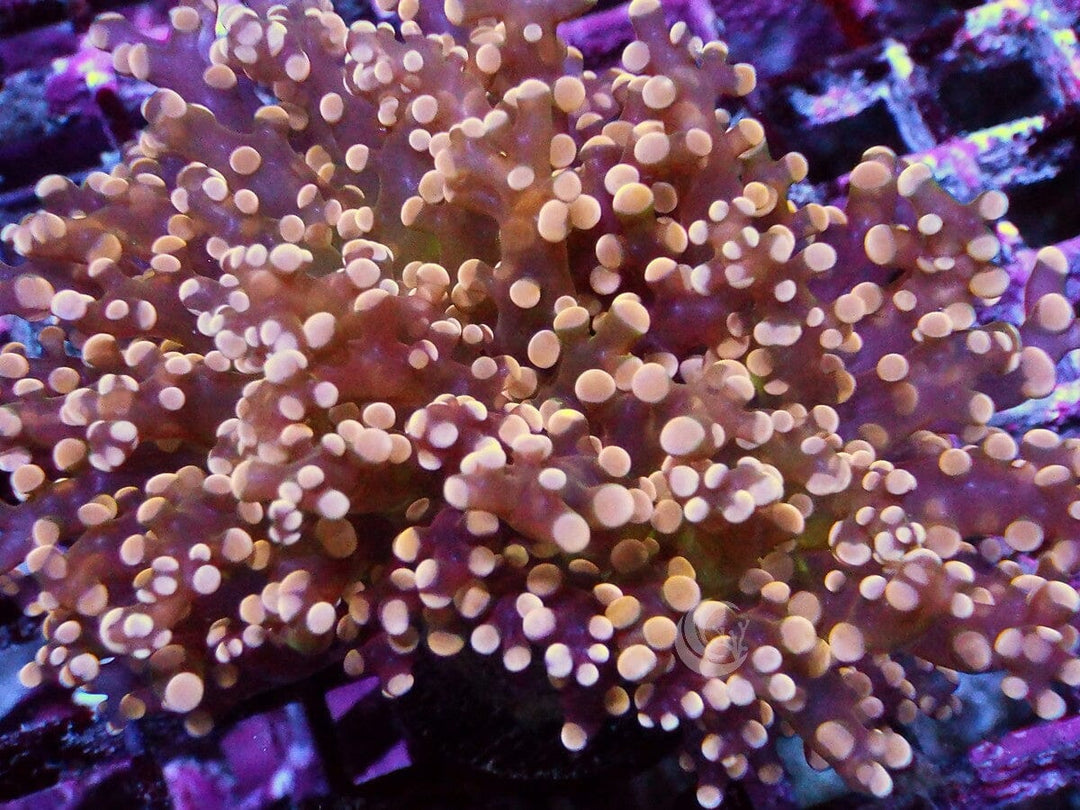 Orange Branching Frogspawn