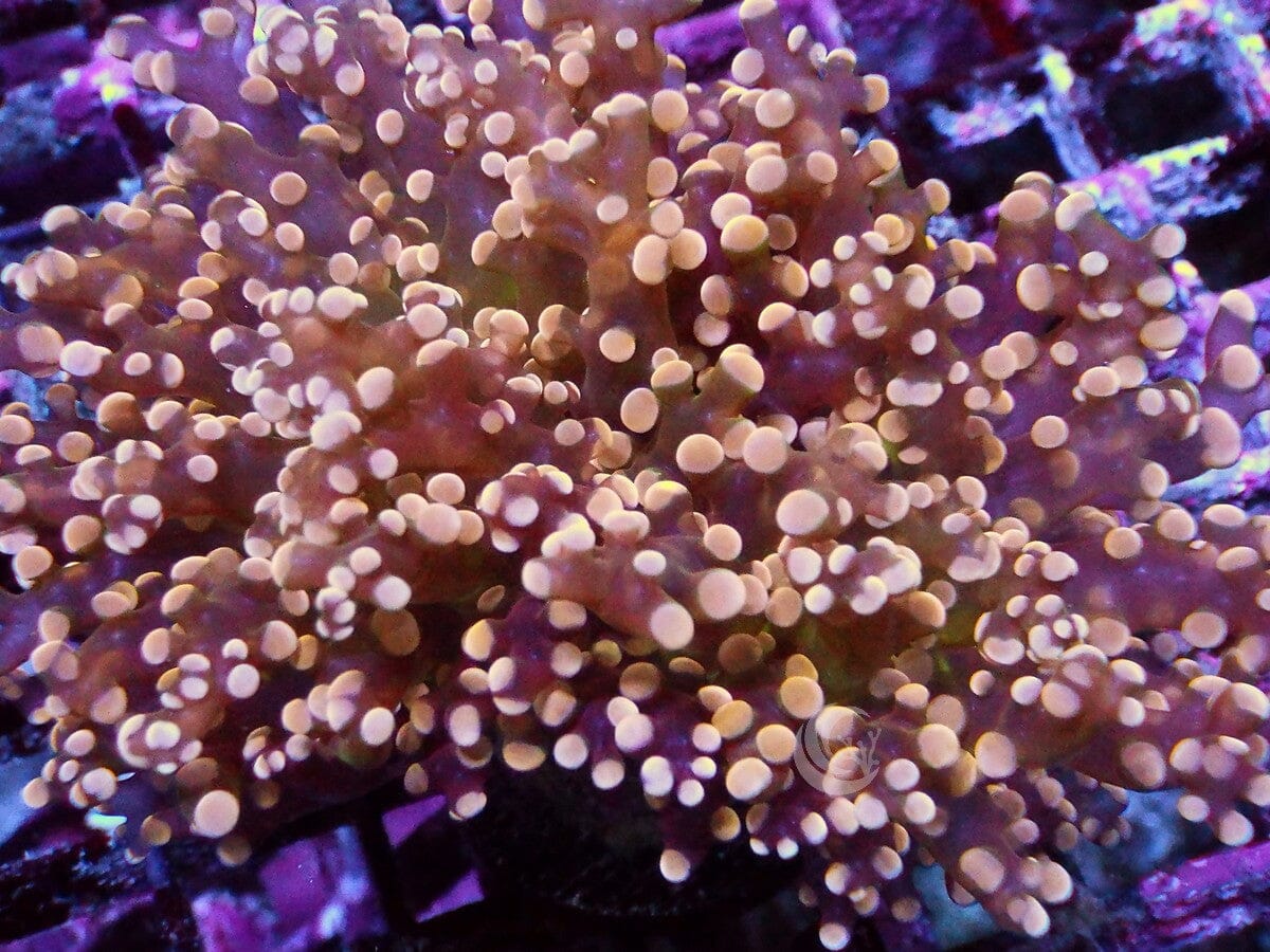 Orange Branching Frogspawn