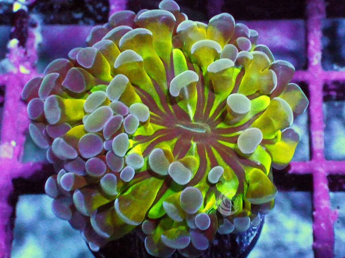 Hologram Branching Hammer
