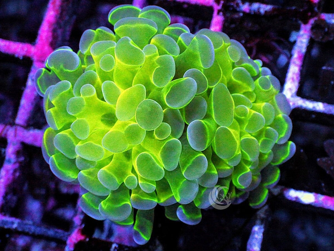 Hologram Branching Hammer
