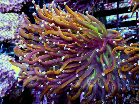 Bird of Paradise Torch