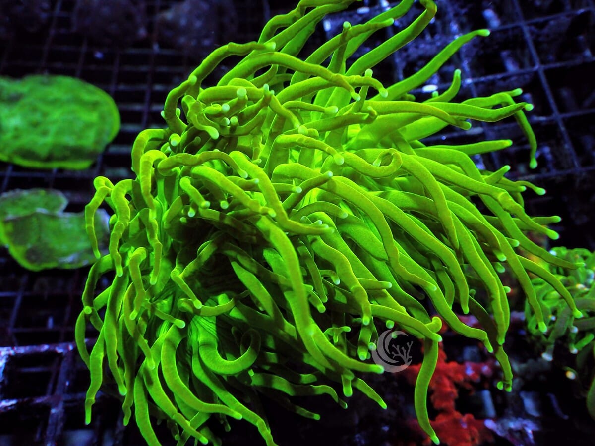 Green Torch