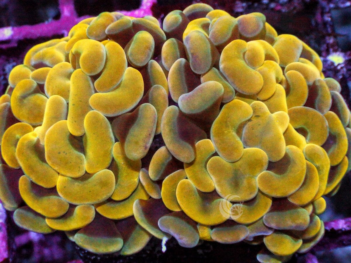 Gold Branching Hammer