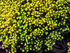 Yellow-Green Branching Frogspawn