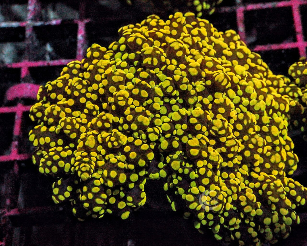 Yellow-Green Branching Frogspawn