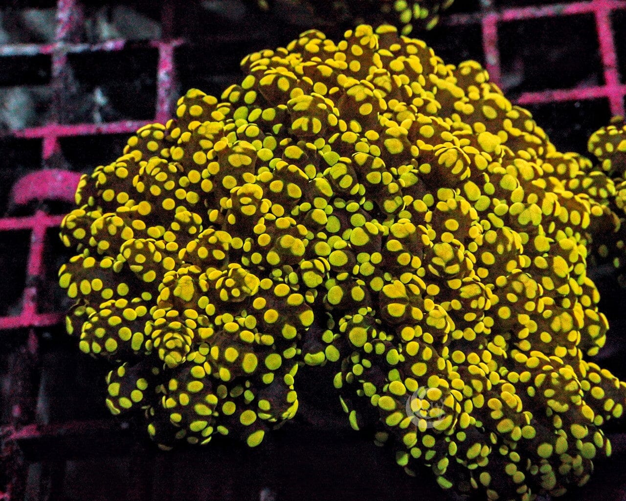 Yellow-Green Branching Frogspawn