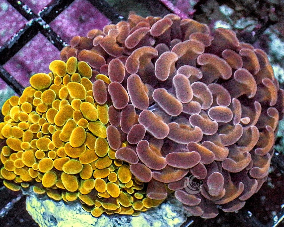 Branching Hammer Combo