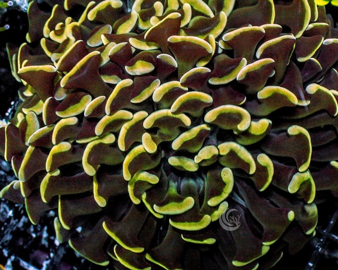 Gold tip Branching Hammer