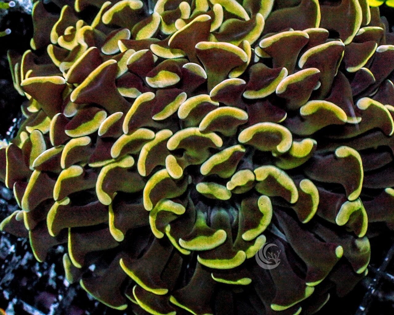 Gold tip Branching Hammer