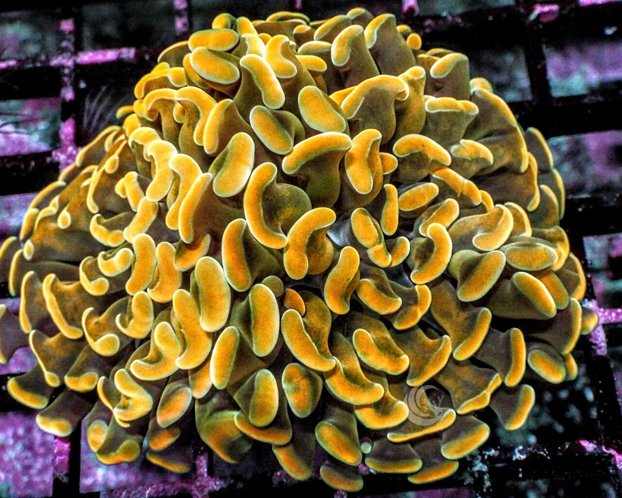 Gold Branching Hammer