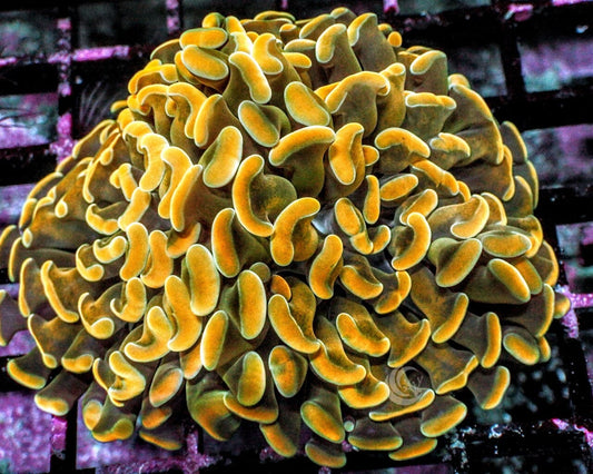 Gold Branching Hammer