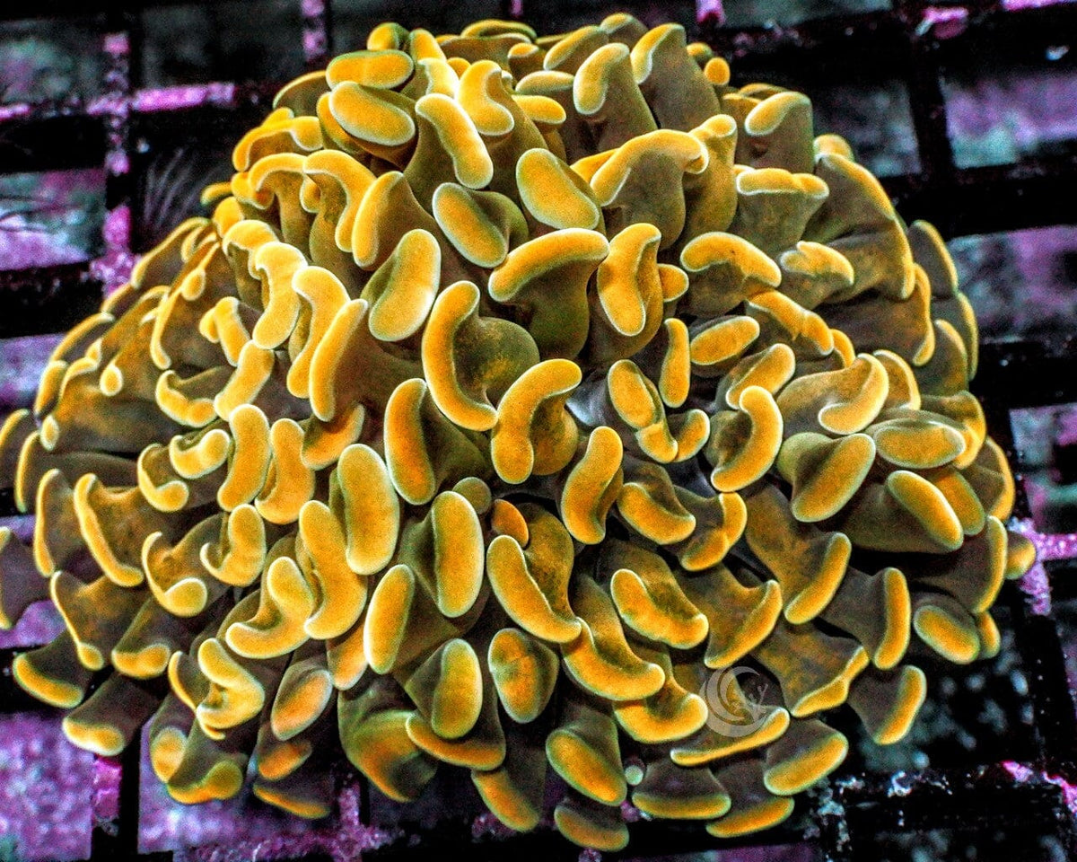 Gold Branching Hammer