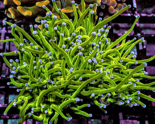 Blue tip Torch