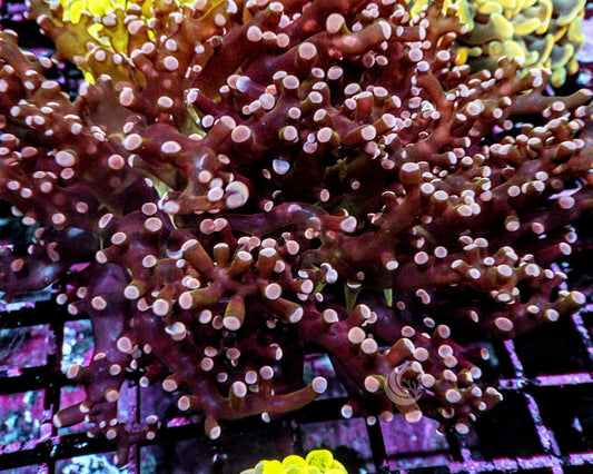 Red Branching Frogspawn
