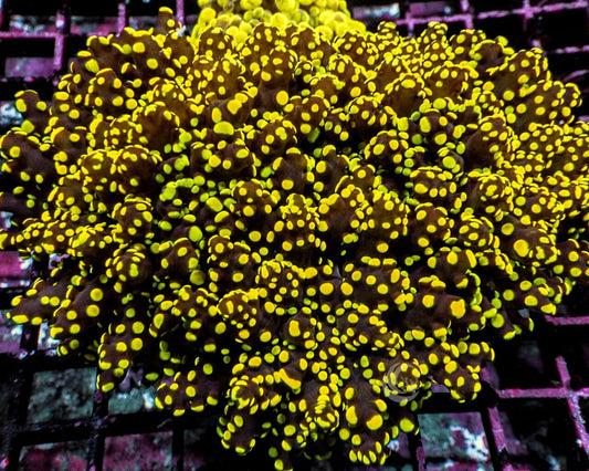 Yellow-Green Branching Frogspawn