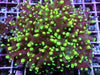 Green tip Branching Frogspawn