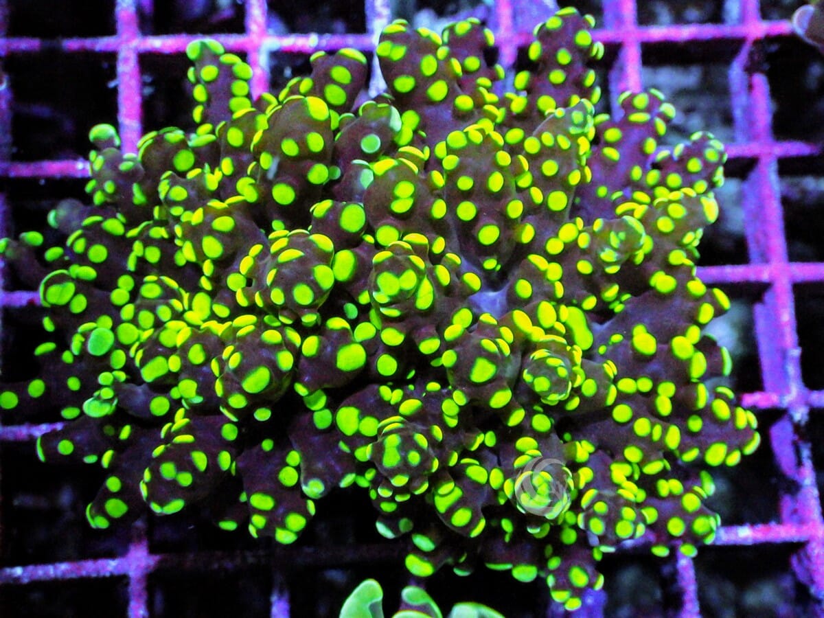 Violet tip Green Branching Hammer