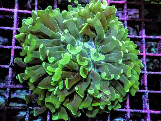 Green tip Branching Hammer