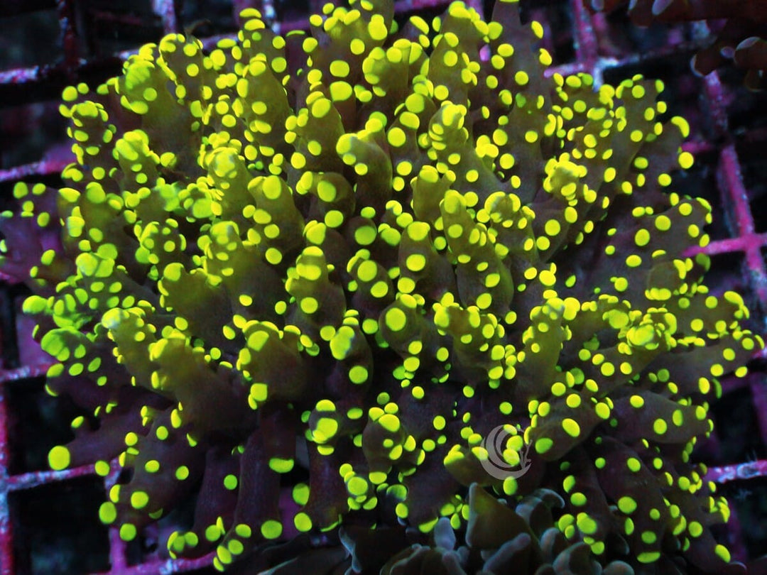 Lemon-Lime Branching Frogspawn