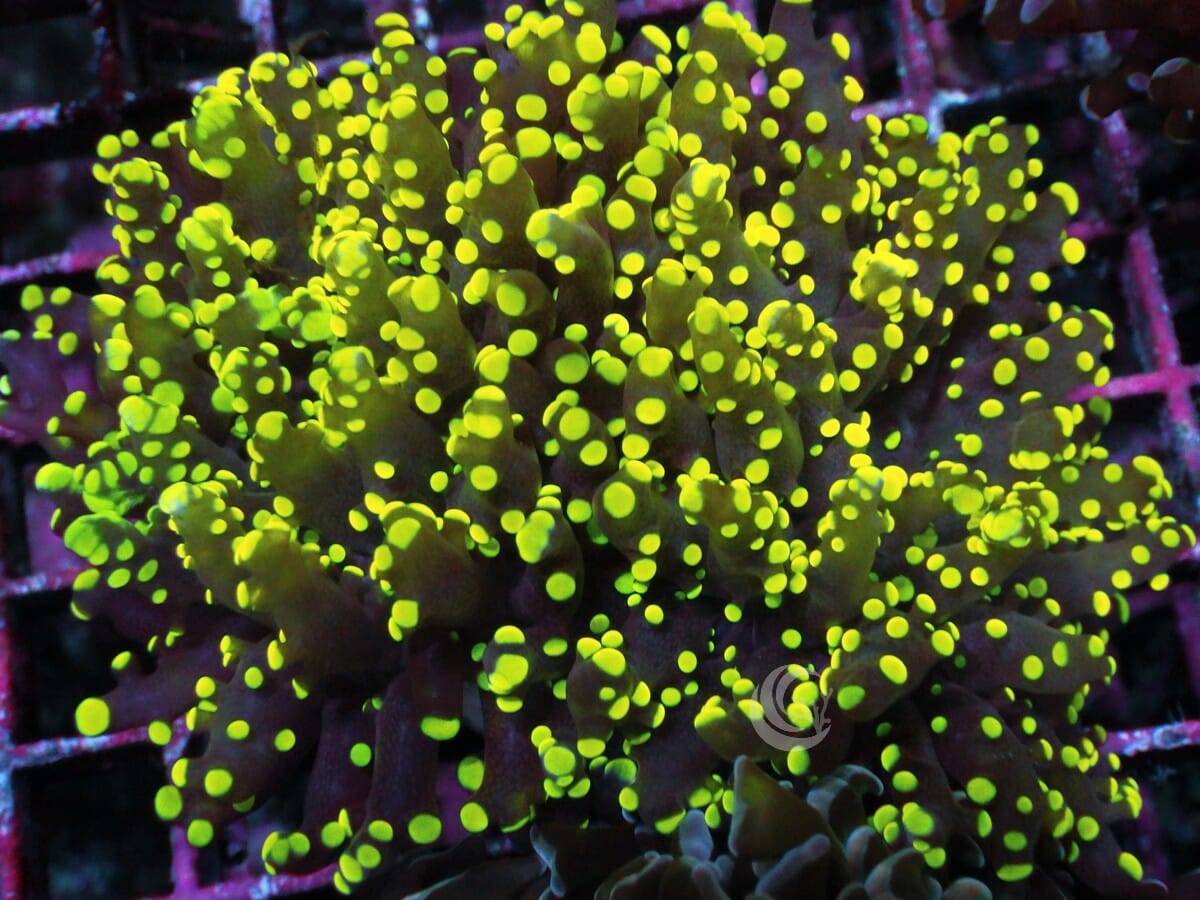 Lemon-Lime Branching Frogspawn