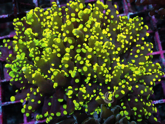 Lemon-Lime Branching Frogspawn