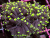 Green Tip Euphyllia cristata