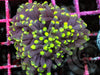 Green tip Euphyllia cristata