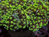 Green tip Euphyllia cristata