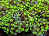 Green tip Euphyllia cristata