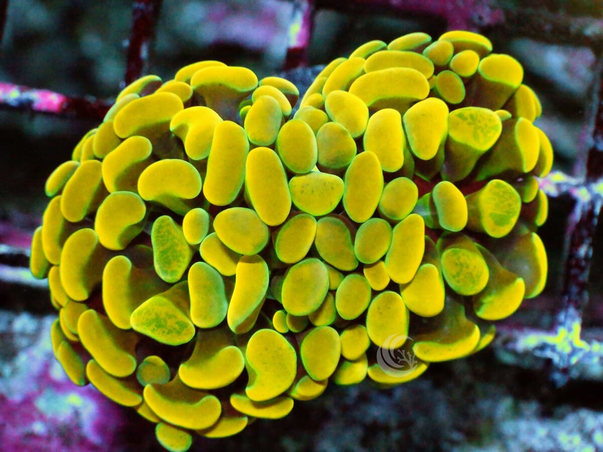 Yellow-Gold Branching Hammer