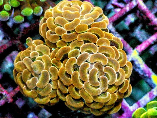 Carmel Branching Hammer