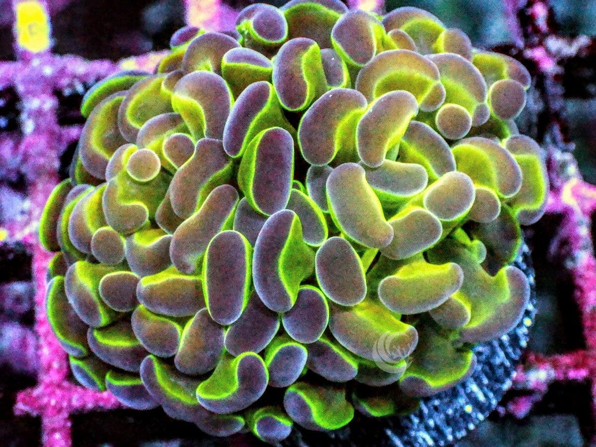 Purple tip Branching Hammer