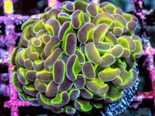 Purple tip Branching Hammer