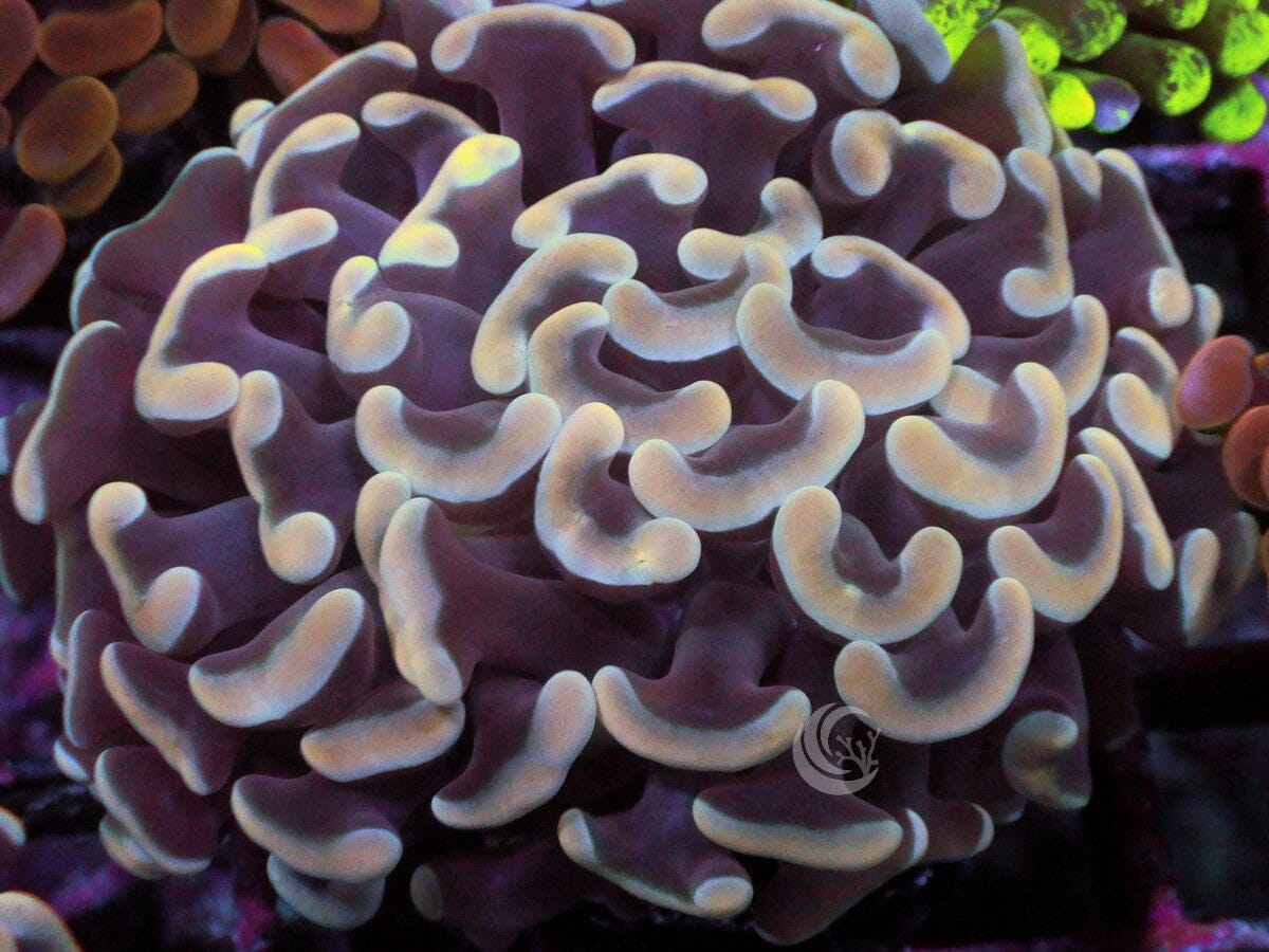 Pinkish tip Branching Hammer