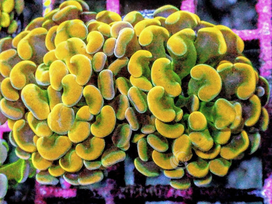 Gold-Green Branching Hammer