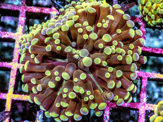 Yellow tip Gold Stem Cristata