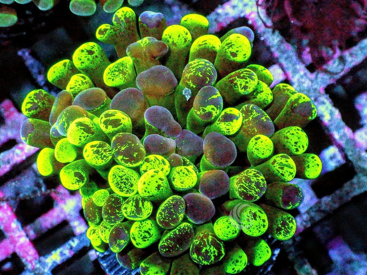 Splattered Branching Hammer