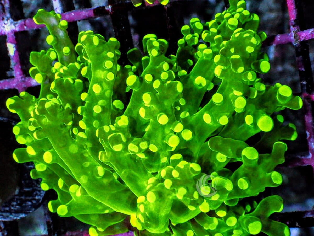 Yellow-Green tip Branching Frogspawn