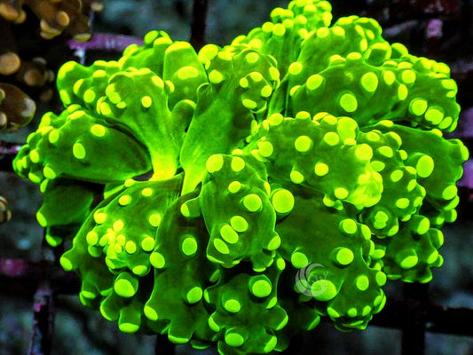 Yellow-Green tip Branching Frogspawn
