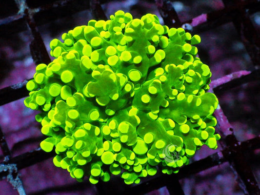 Yellow tip Green Branching Frogspawn
