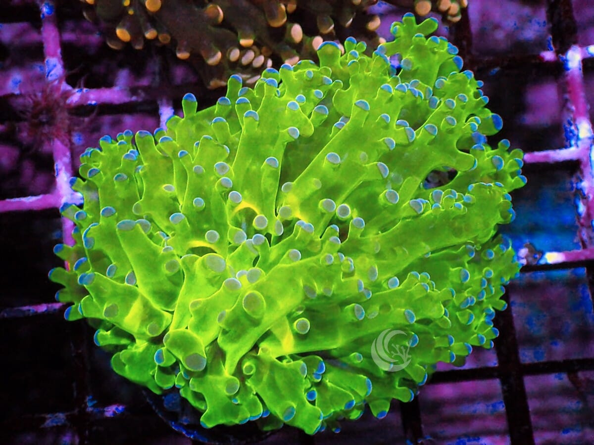 Purple tip Lime Branching Frogspawn