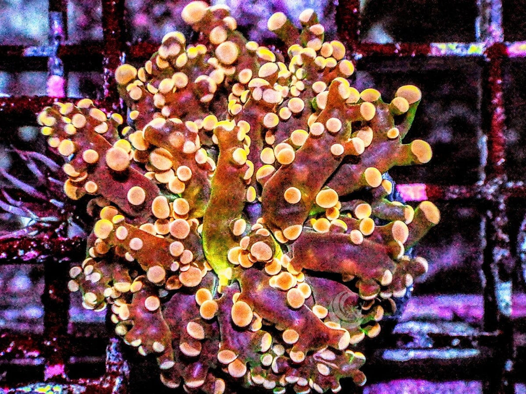 Red-Orange Branching Frogspawn