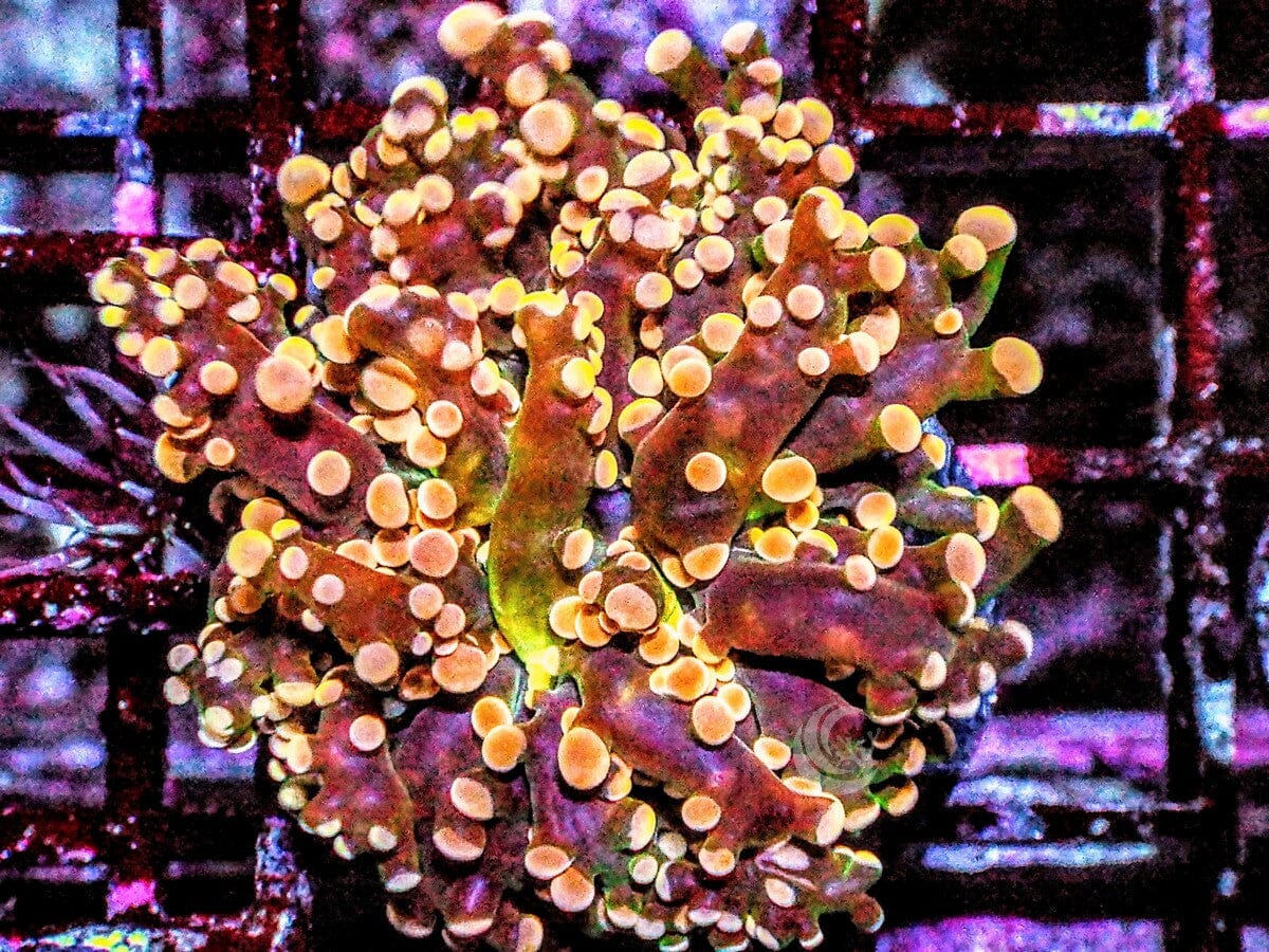 Red-Orange Branching Frogspawn